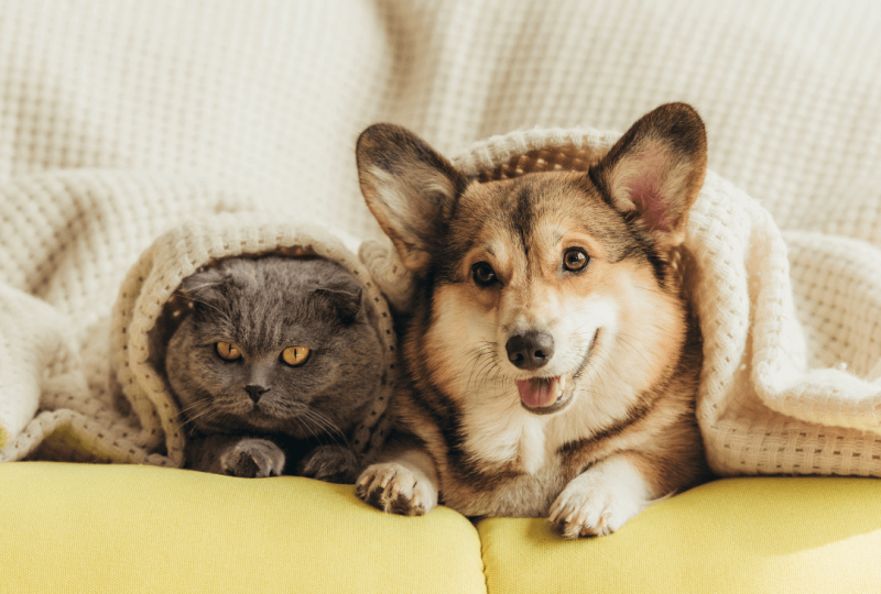 pet-planning